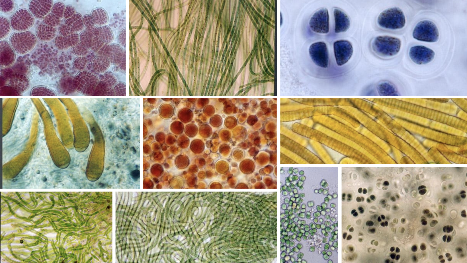 Documentary grid of marine algae and cyanobacteria microscopy